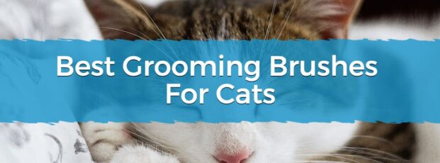 Best Grooming Brushes For Cats Splash Screen