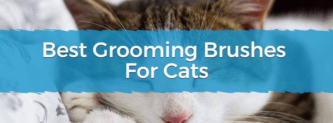 Best Grooming Brushes For Cats