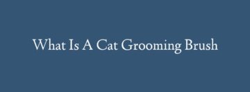 What Is A Cat Grooming Brush