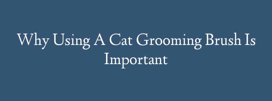 Why Using A Cat Grooming Brush Is Important