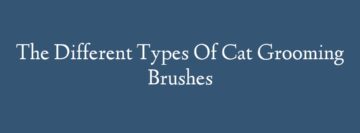 The Different Types Of Cat Grooming Brushes