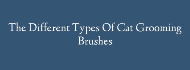 The Different Types Of Cat Grooming Brushes